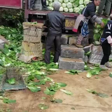 黄心大白菜
