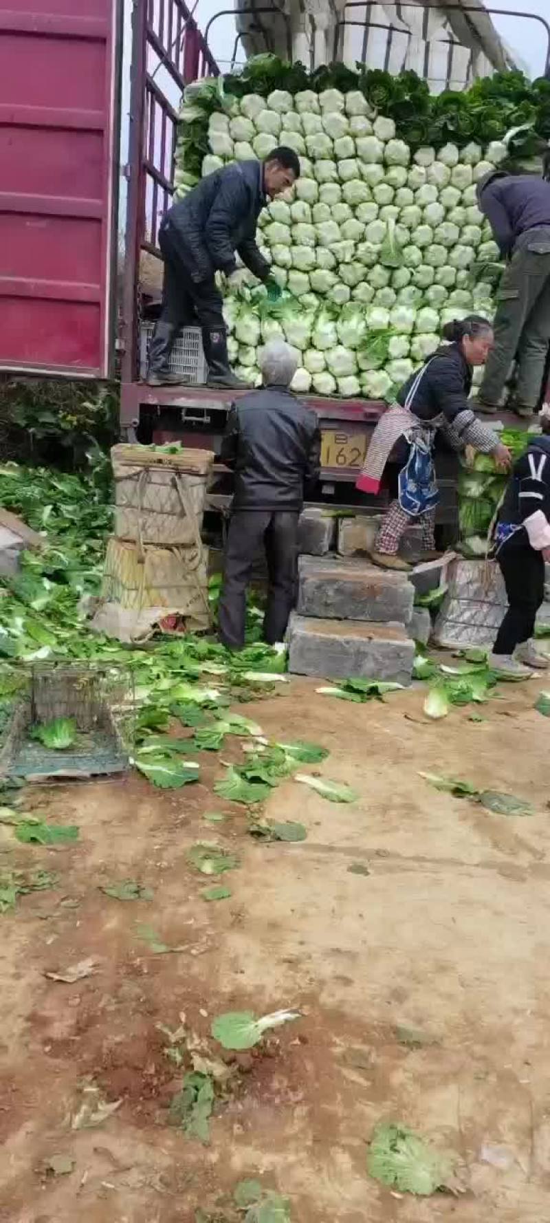 黄心大白菜