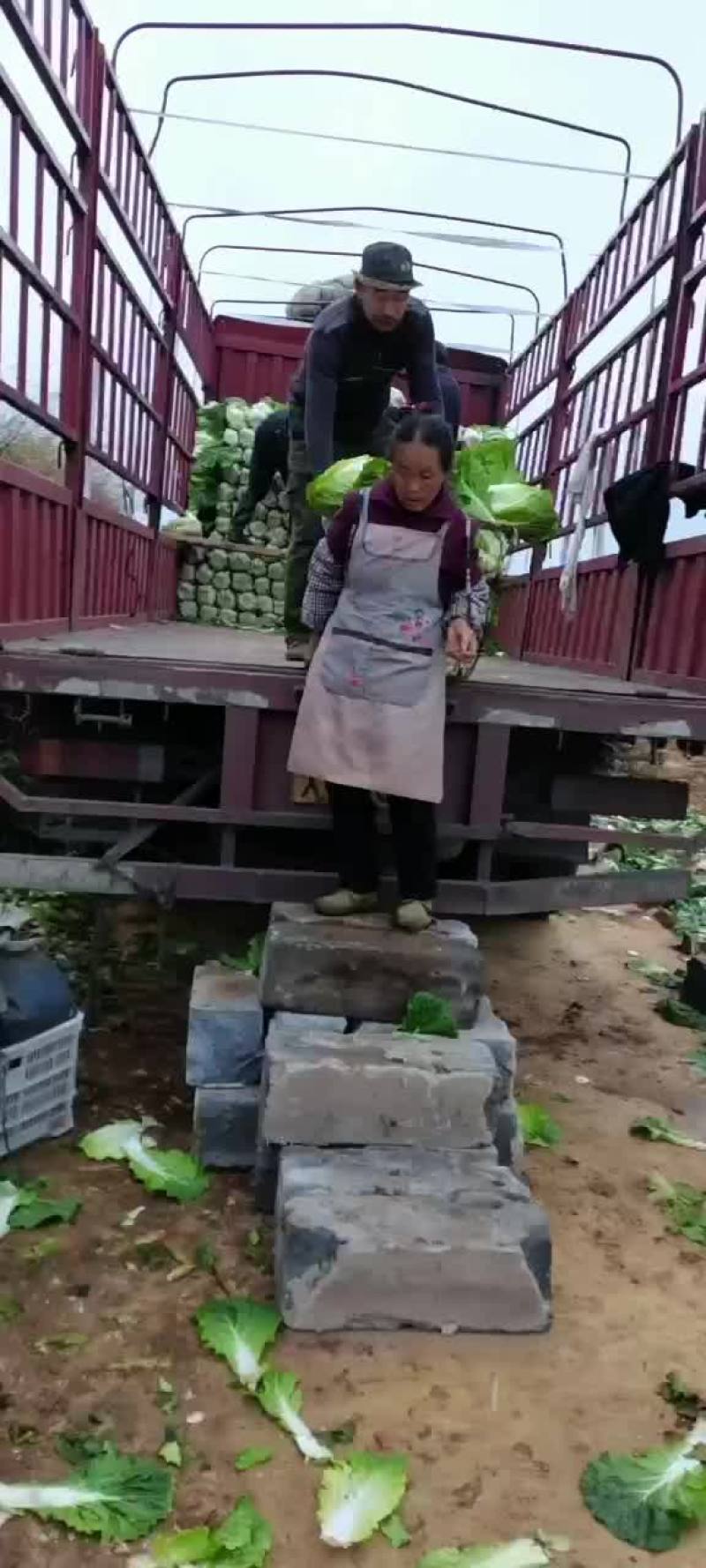 黄心大白菜