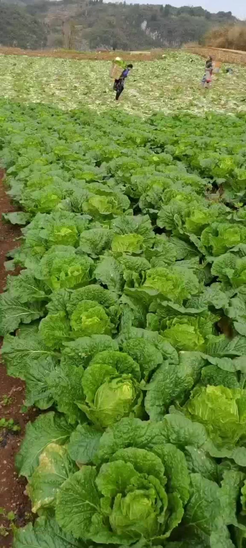 黄心大白菜