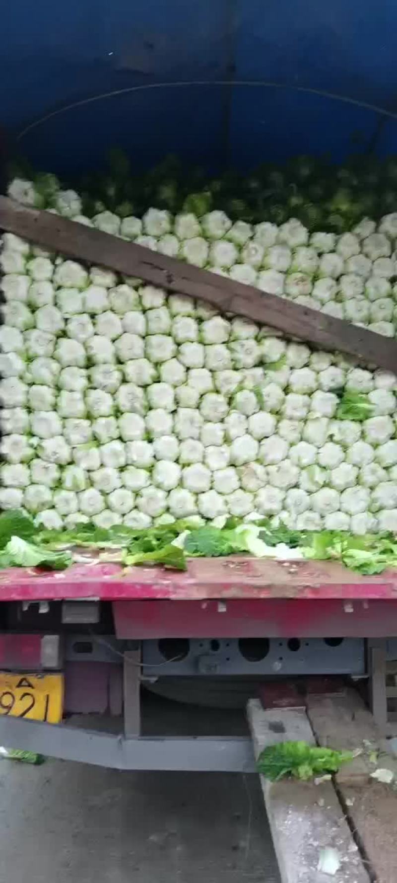 黄心大白菜