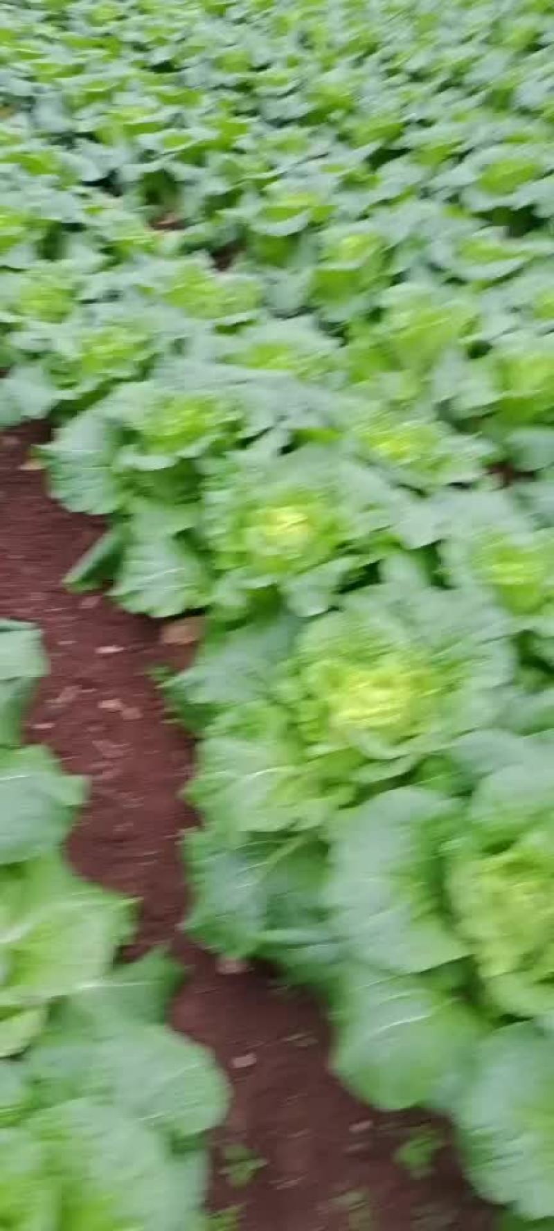 黄心大白菜
