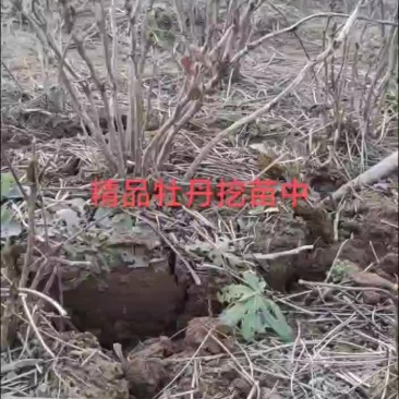 丛生大棵牡丹，山东菏泽牡丹区，基地直销！