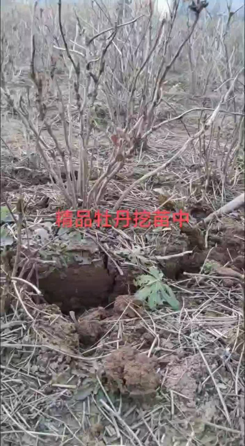 丛生大棵牡丹，山东菏泽牡丹区，基地直销！