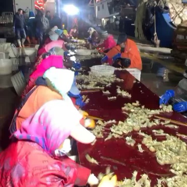 皮皮虾、琵琶虾、码头一手货源、质量好、价格便宜