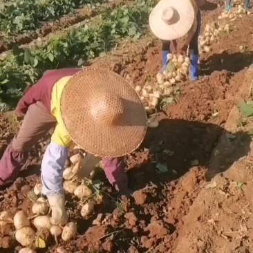 晶品漂亮的凉薯大量上市中，圆又白又胖脆，无渣非常可口。