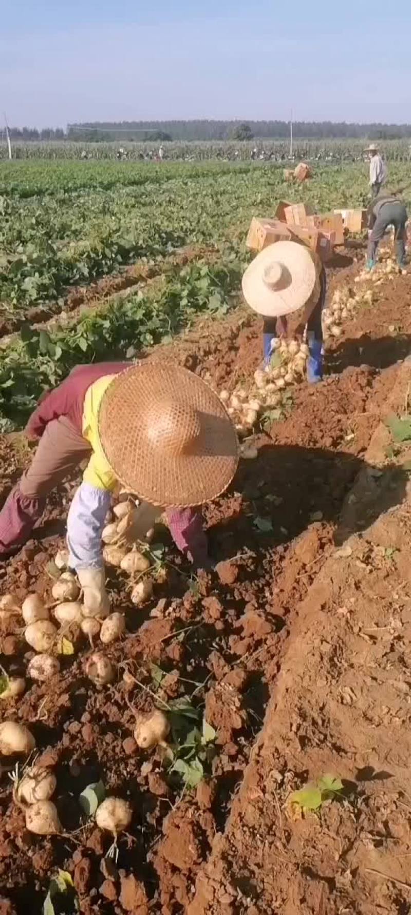 晶品漂亮的凉薯大量上市中，圆又白又胖脆，无渣非常可口。