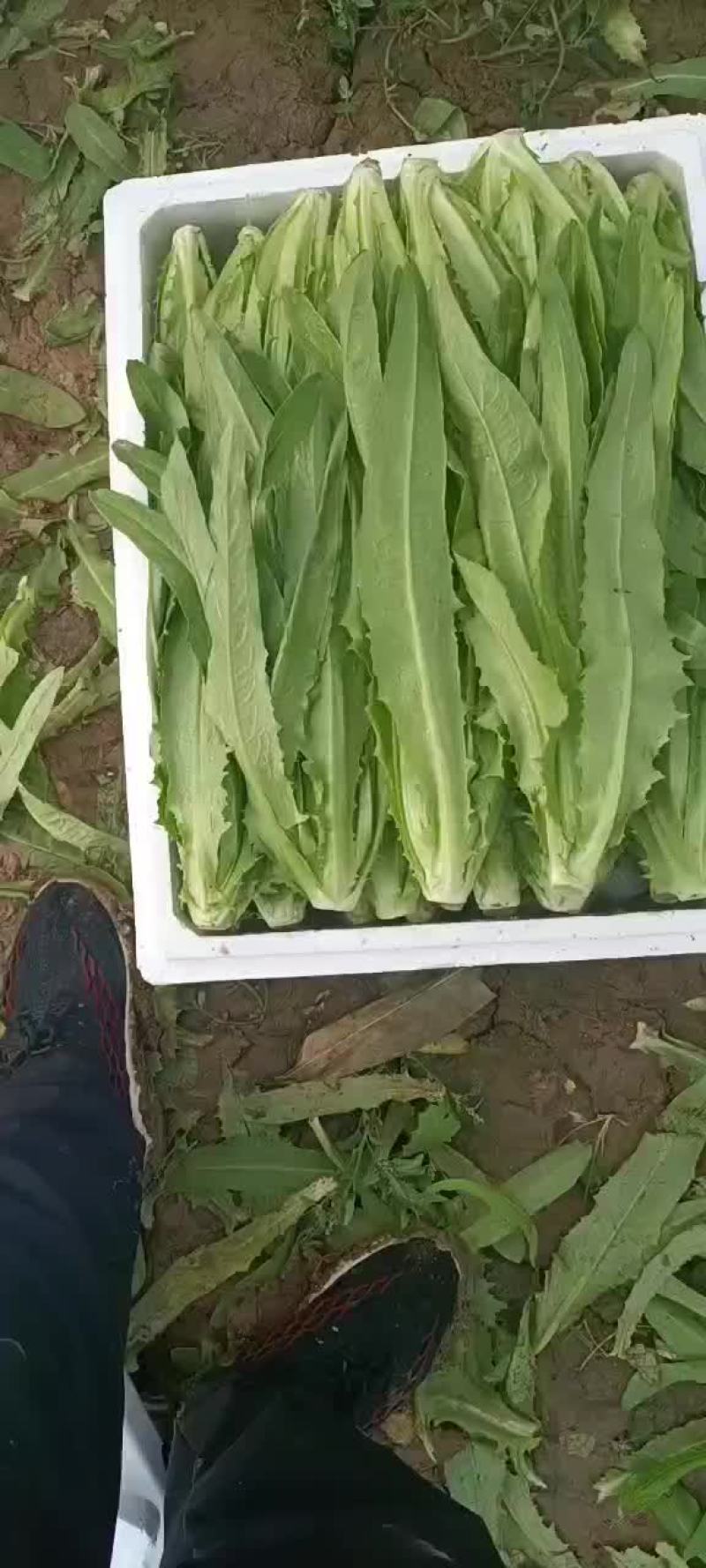 精品油麦菜