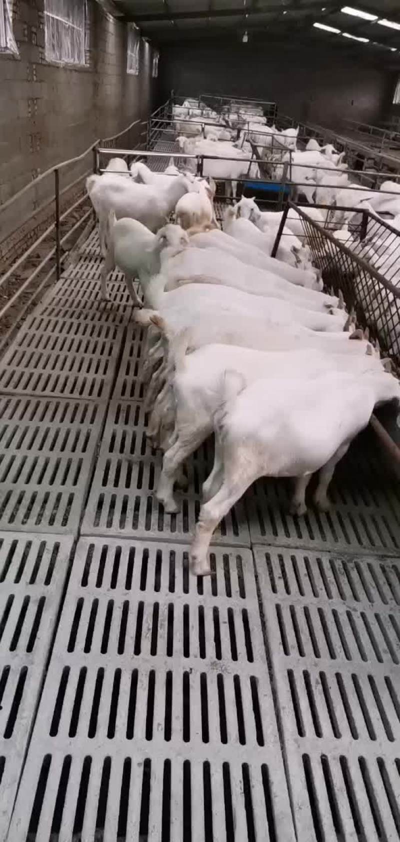 美国白羊基础母羊，多胎多糕，双击双背大体型优质品种，