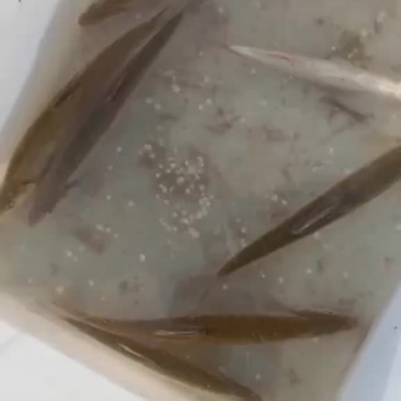 鲤鱼