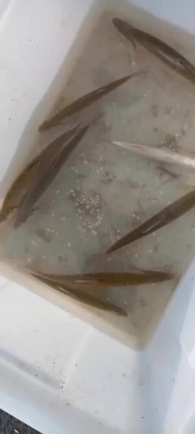 鲤鱼