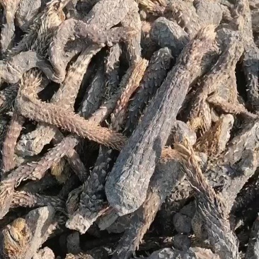 精品肉苁蓉