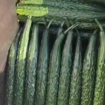 黄瓜干花带刺，诚信第一