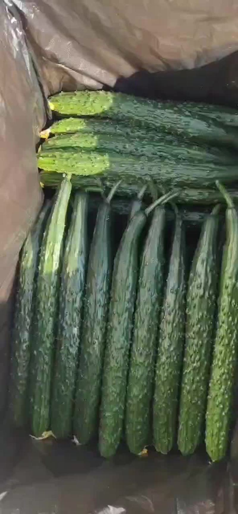 黄瓜干花带刺，诚信第一