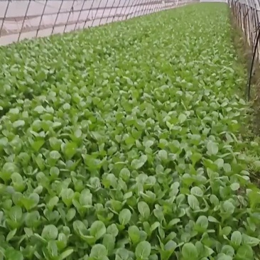 菜心