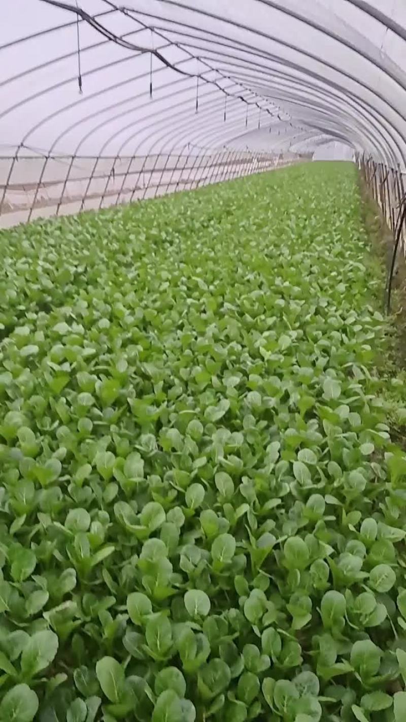 菜心