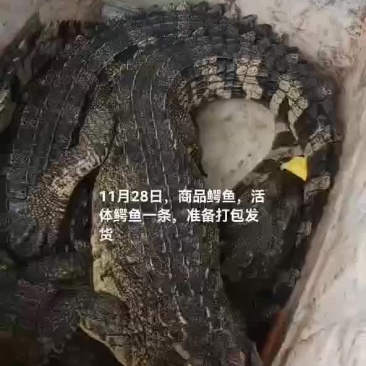 商品鳄鱼，鳄鱼肉