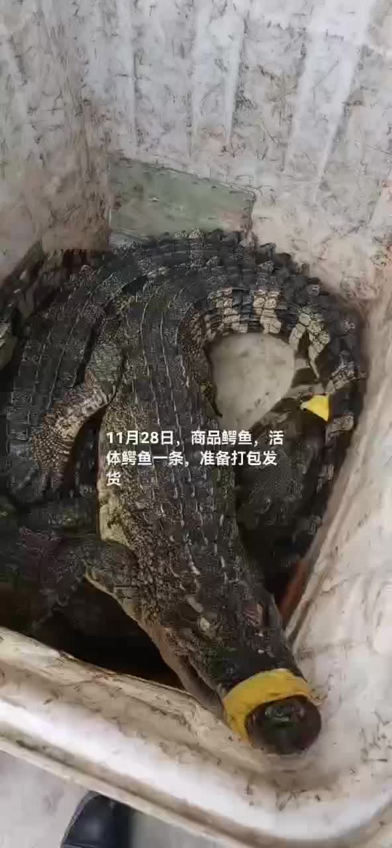 商品鳄鱼，鳄鱼肉