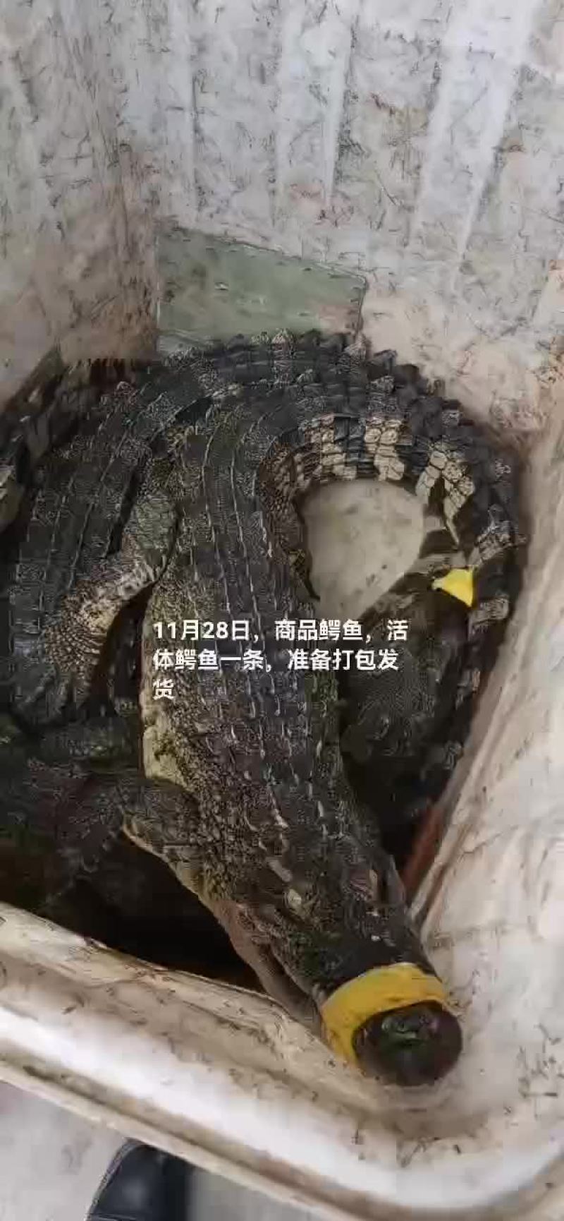 商品鳄鱼，鳄鱼肉