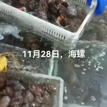 海螺