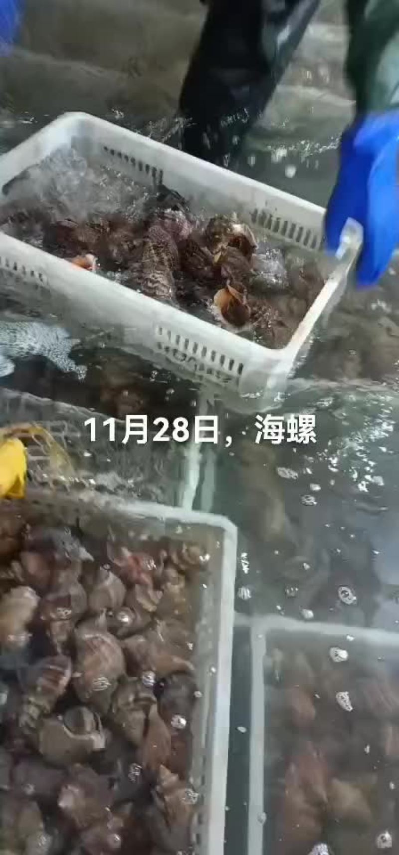 海螺