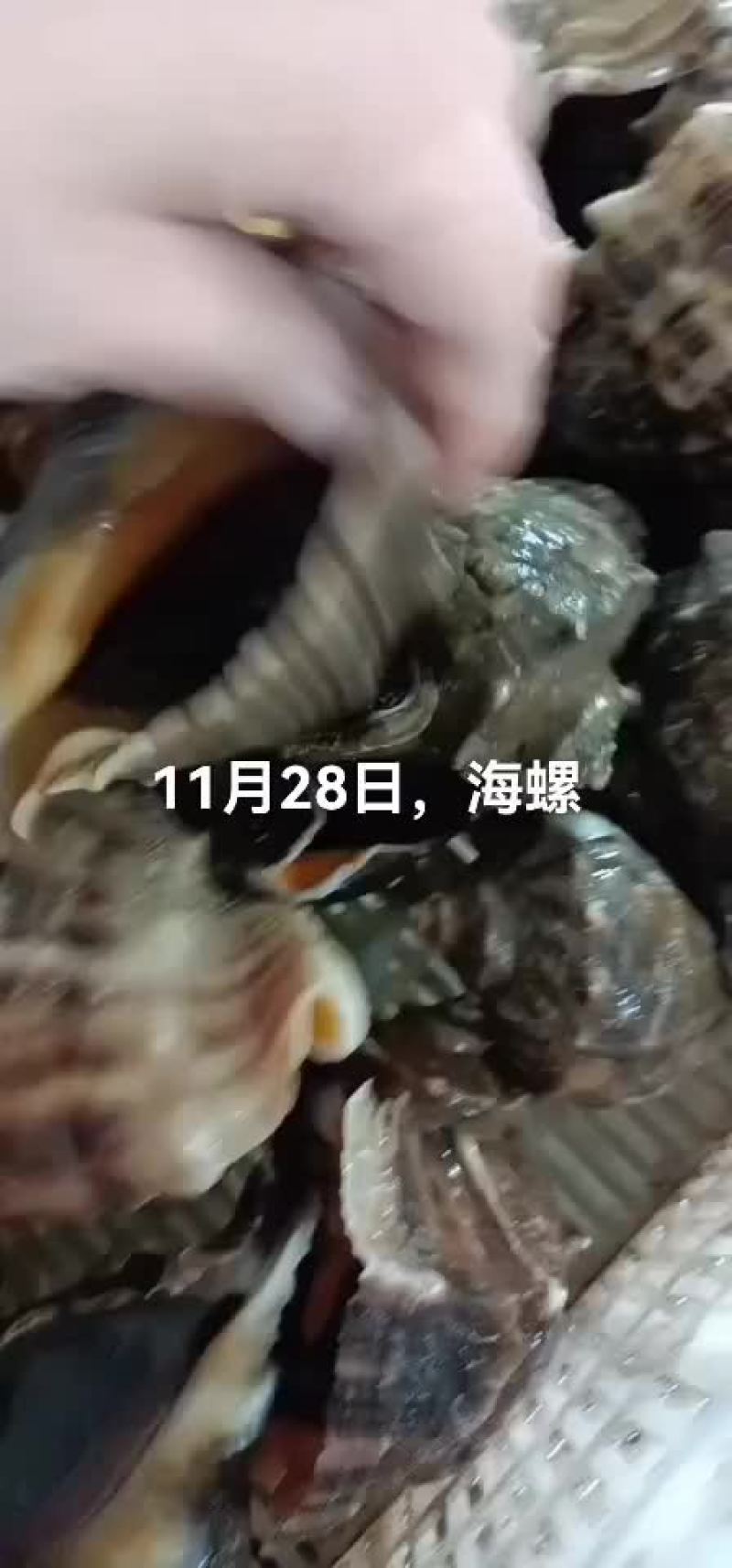 海螺