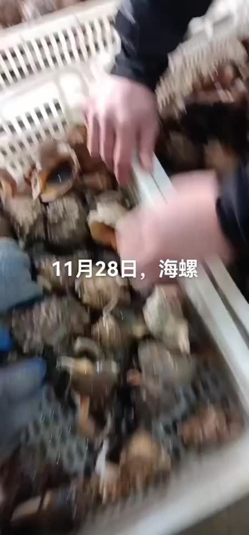 海螺