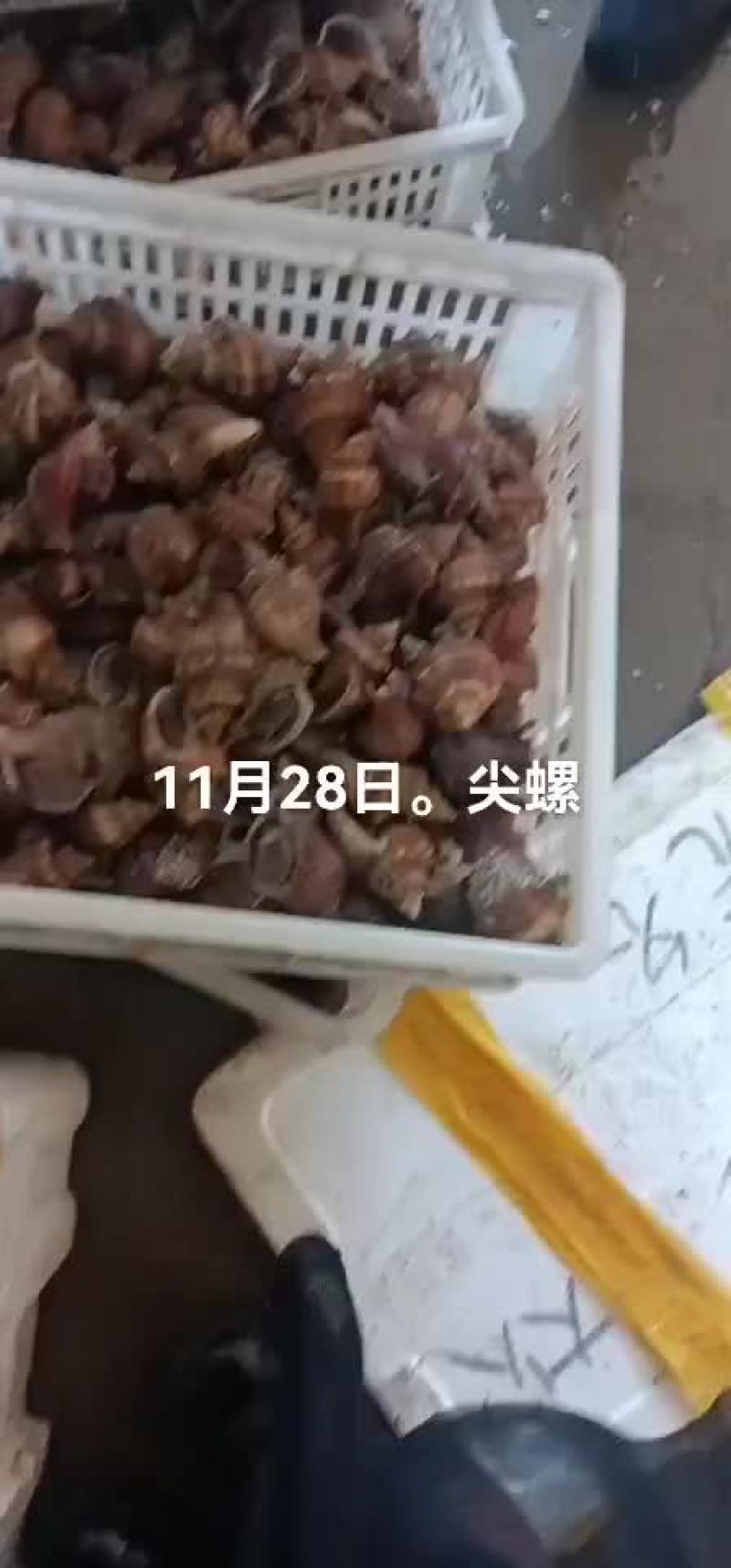海螺