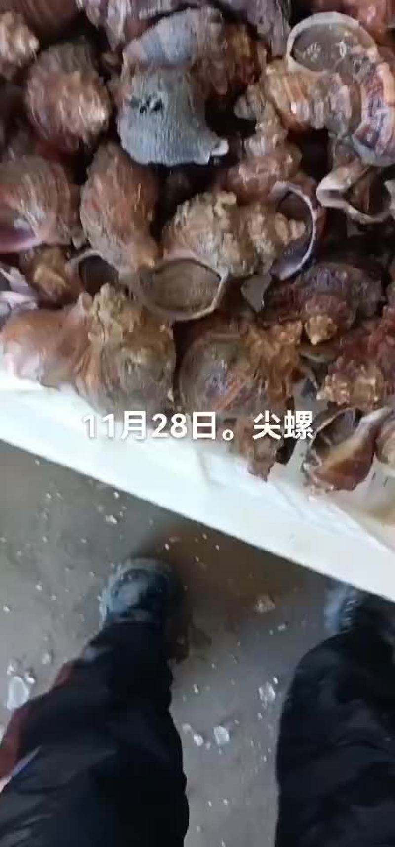 海螺