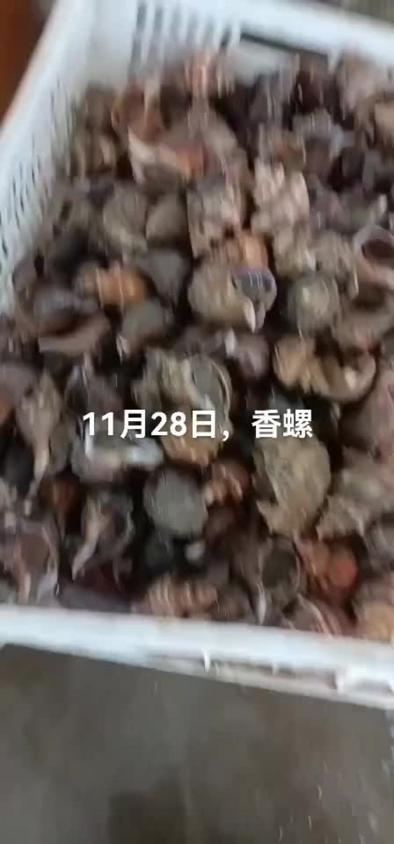 海螺