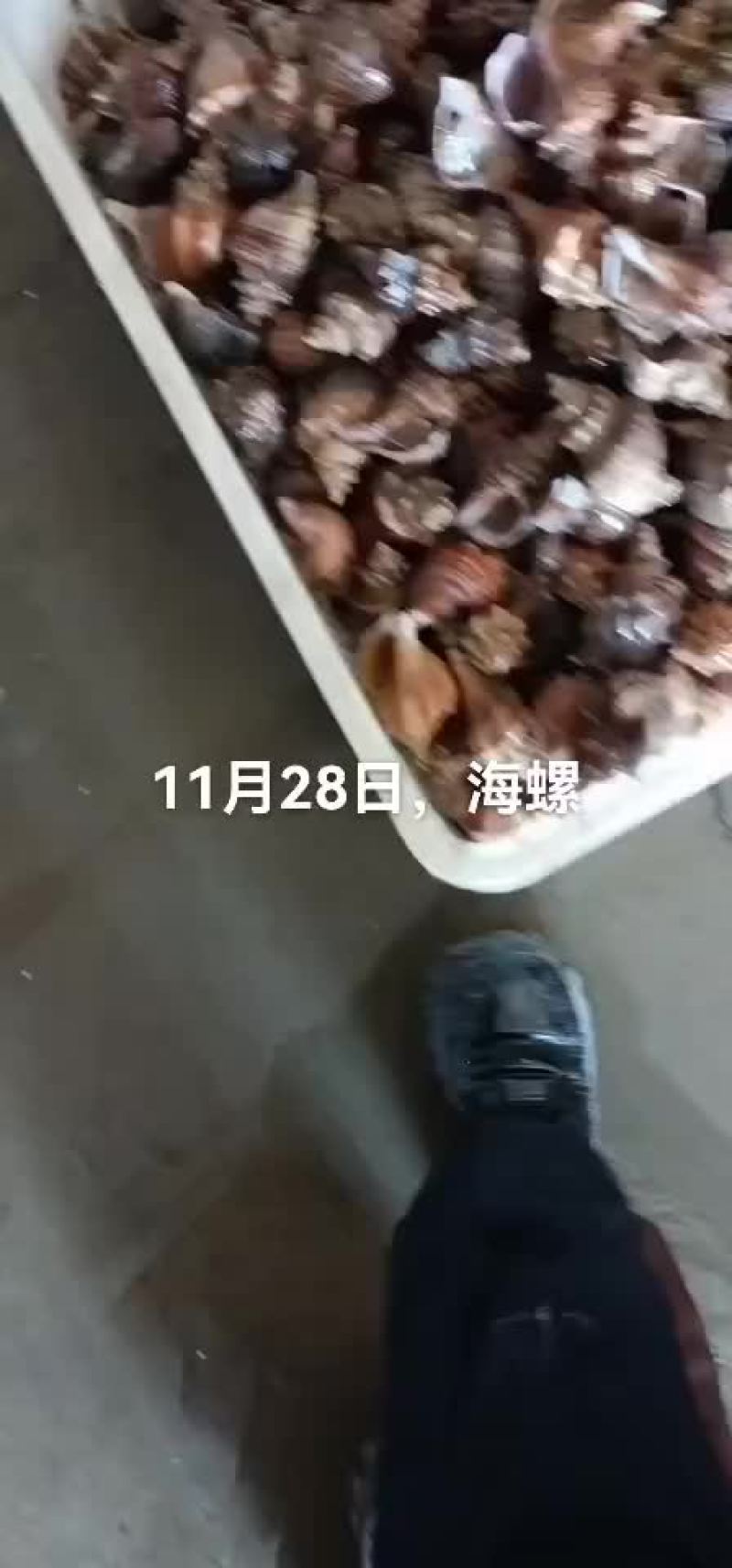 海螺