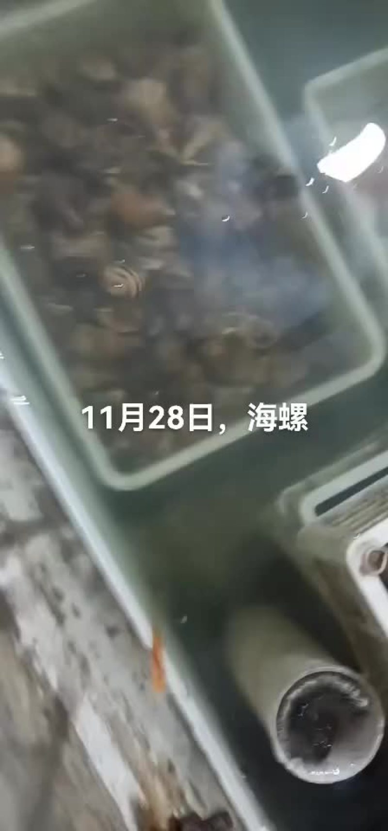 海螺