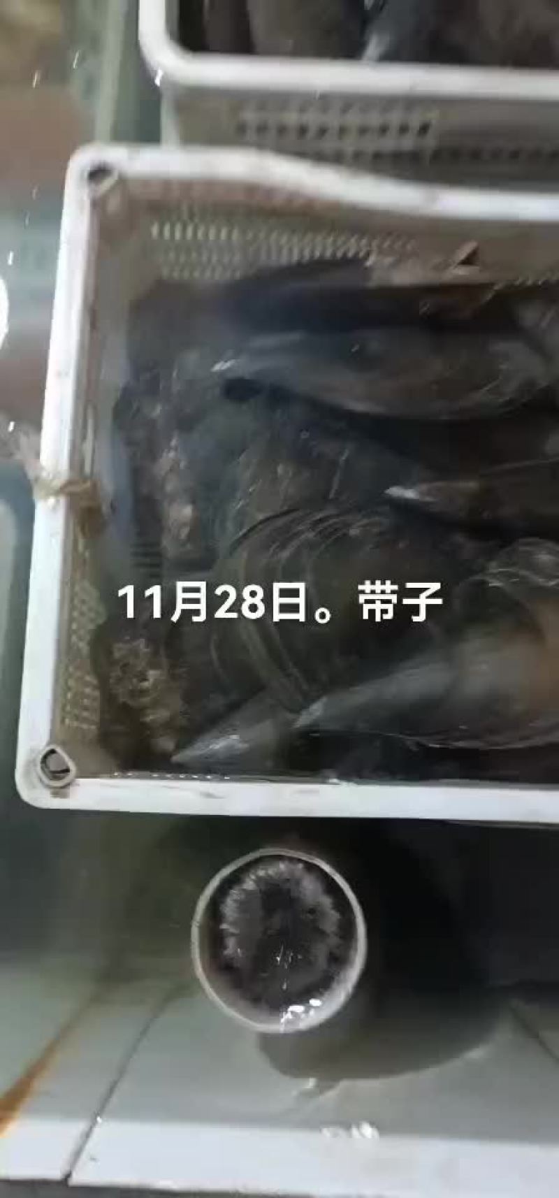 带子