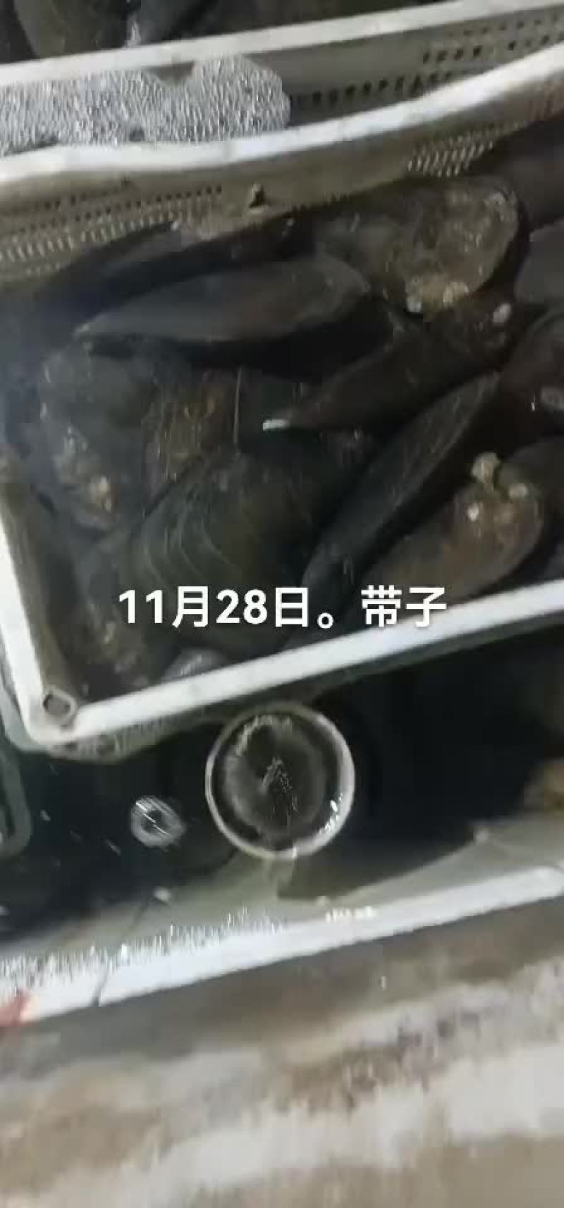 带子