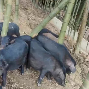 黑香猪
