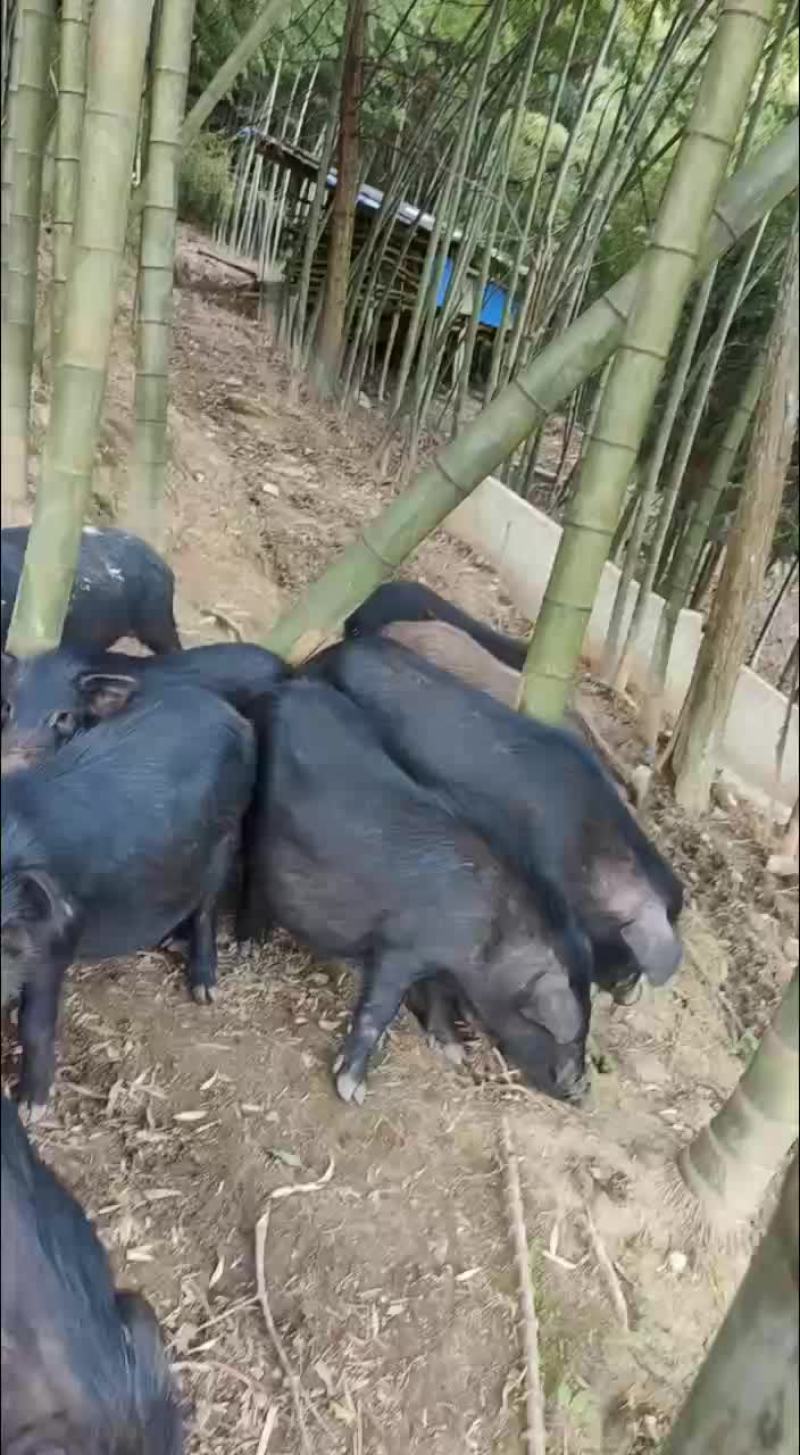 黑香猪