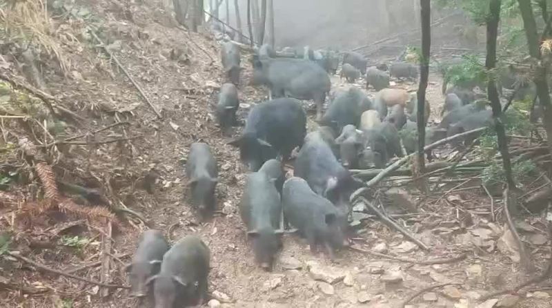 黑香猪