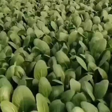 上海青