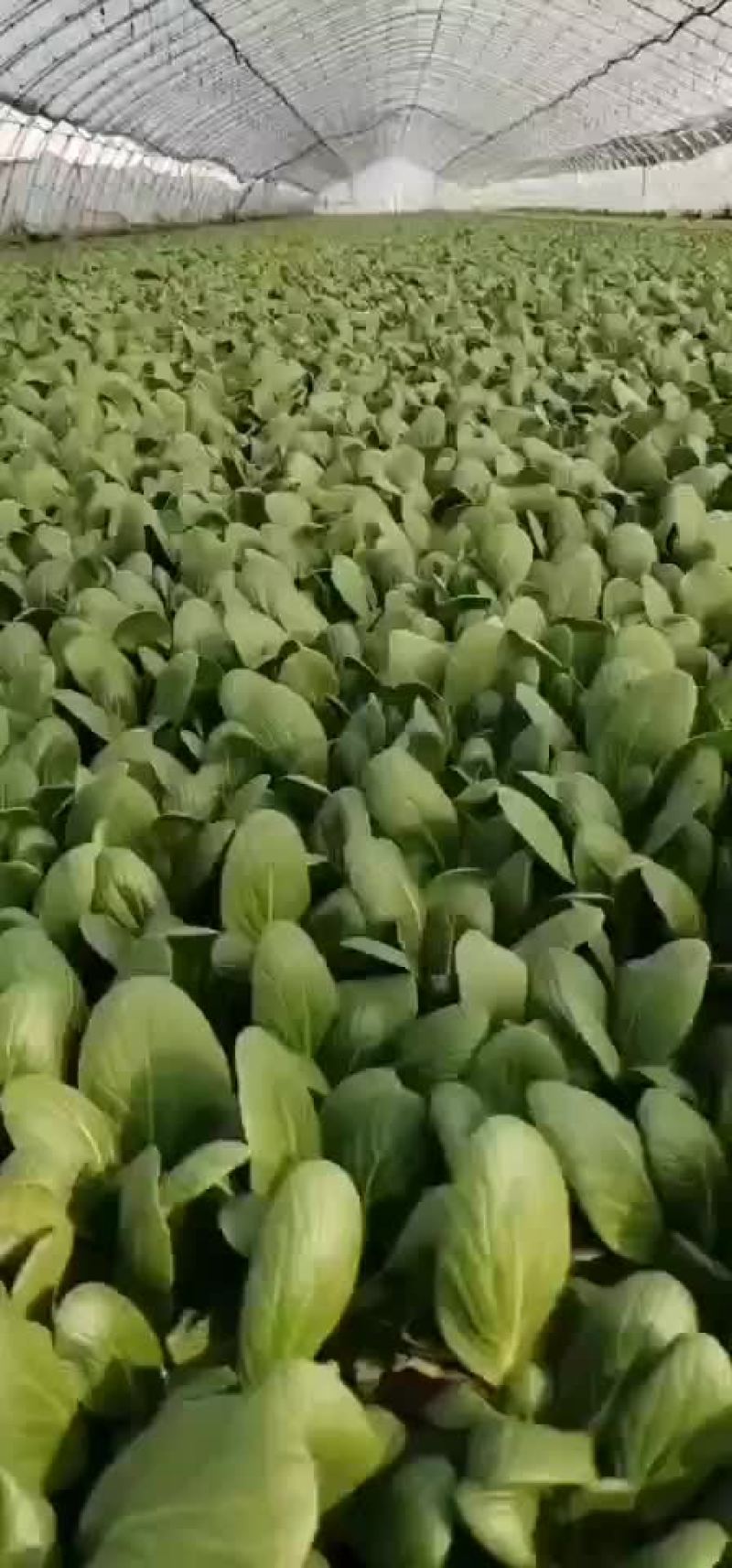 上海青