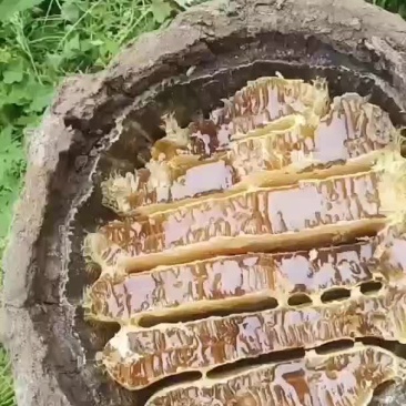 大凉山农村原生态蜂蜜