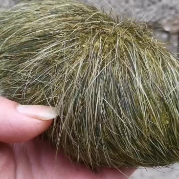 自己家养的大黑猪，宰了以后发现一个猪宝