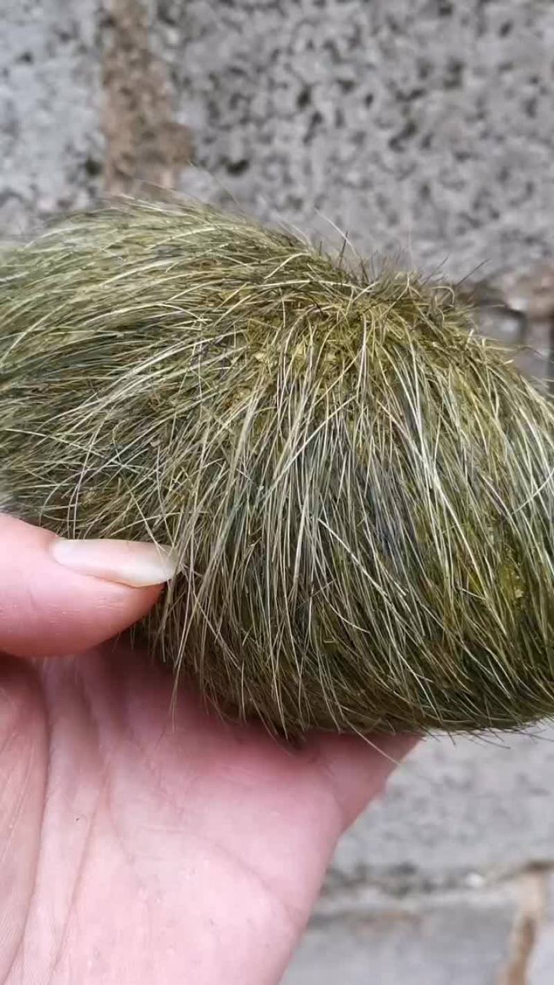 自己家养的大黑猪，宰了以后发现一个猪宝