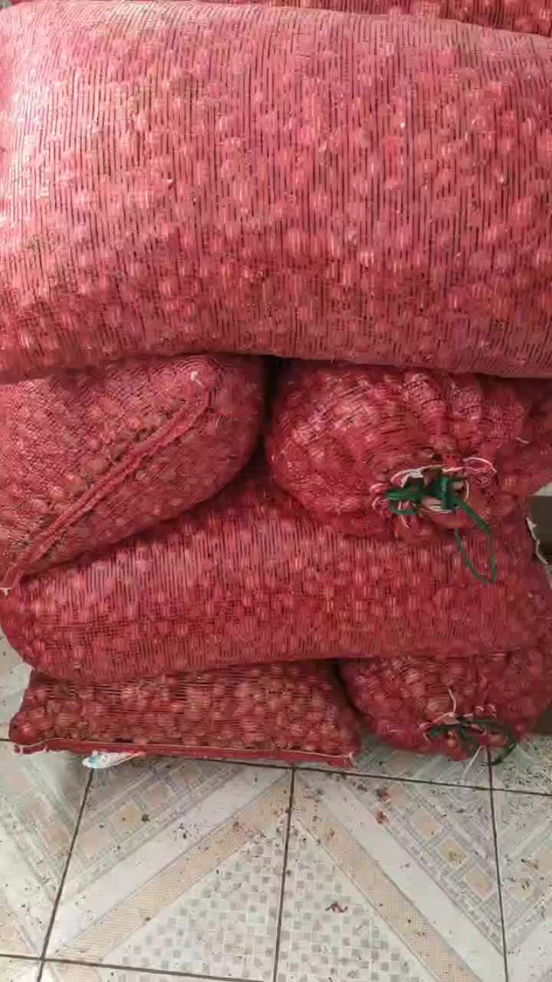 精品1.5以下毛葱供货电商，批发等