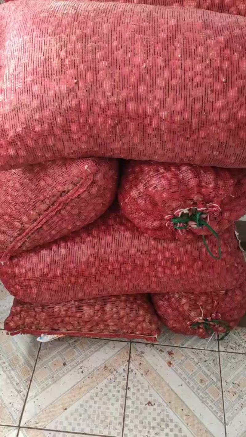 精品1.5以下毛葱供货电商，批发等