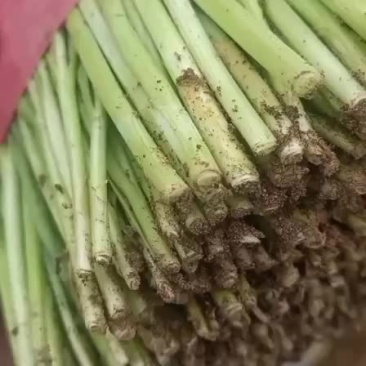 河北唐山乐亭县韭菜大量上市，种植面积大，好菜多