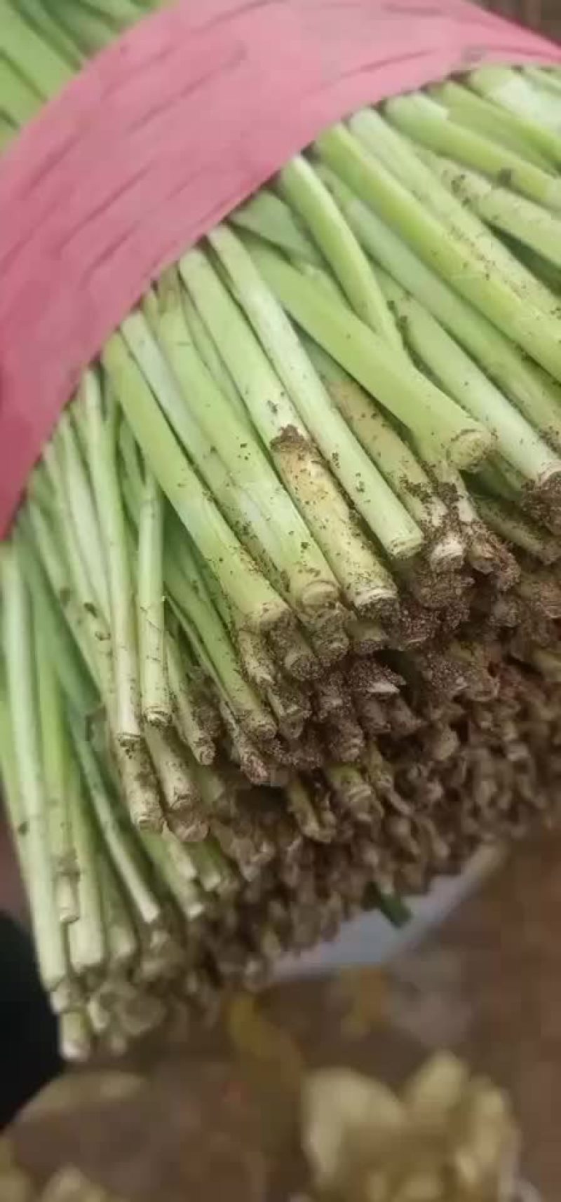 河北唐山乐亭县韭菜大量上市，种植面积大，好菜多