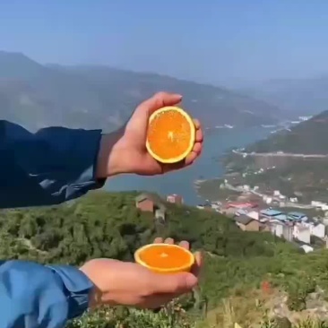 果冻橙