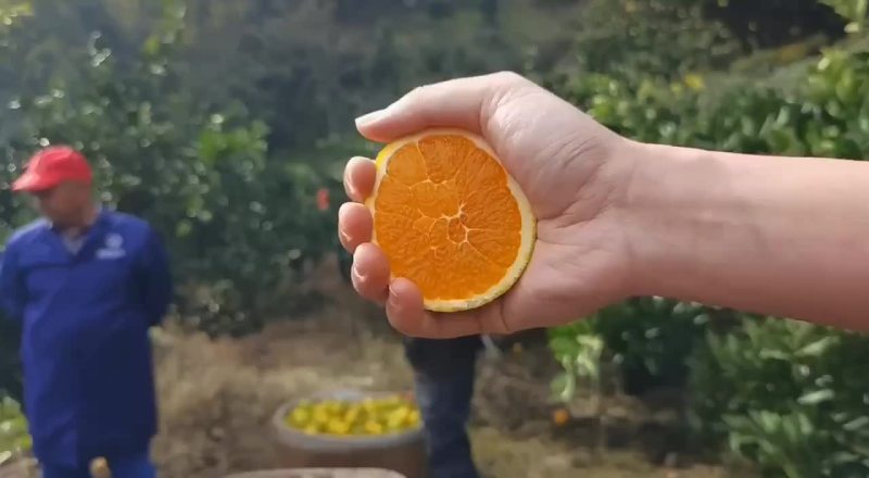 果冻橙
