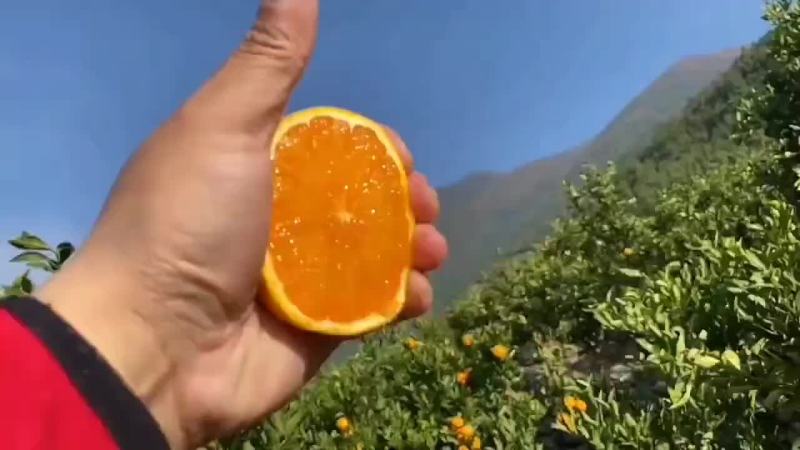 果冻橙