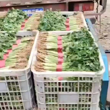 【推荐】山东香菜，货源充足，可提供场地，冷库，代发车